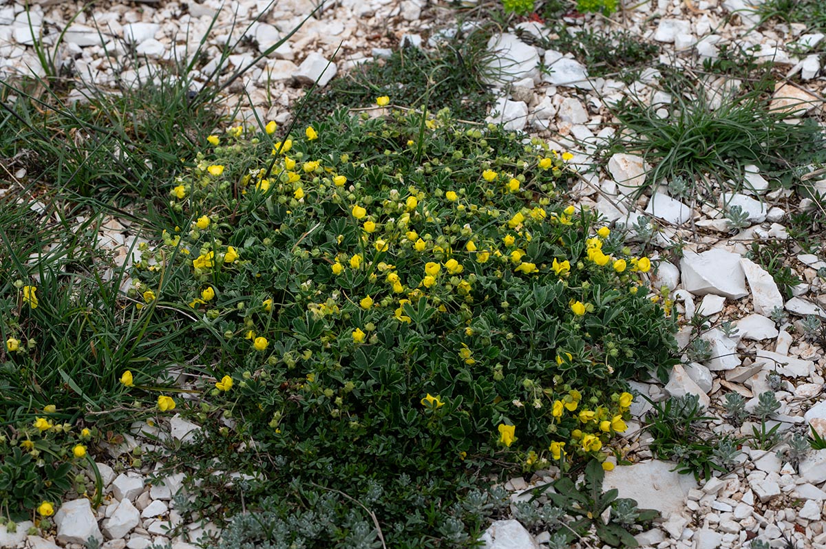 Habitus